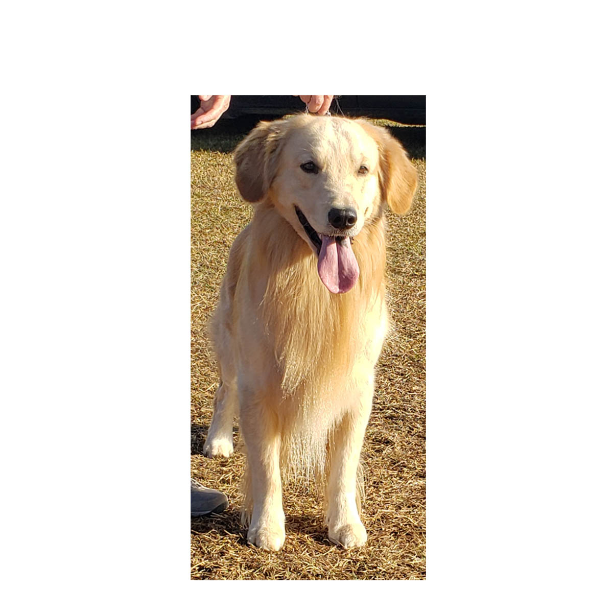 ryder